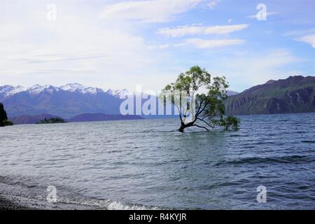 Tree growing in the lake, surrounded by Mountains, lake Wanaka, New Zealand south Island Stock Photo