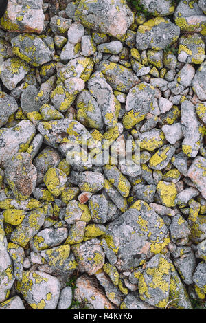 yellow lichen textrure on grey stones background vertical Stock Photo