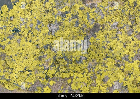yellow lichen textrure on grey stone background horizontal Stock Photo