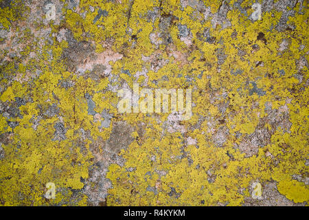 yellow lichen textrure on grey stone background with vignette Stock Photo