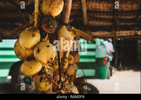 Photo of a bunch of yellow saling coconuts Stock Photo