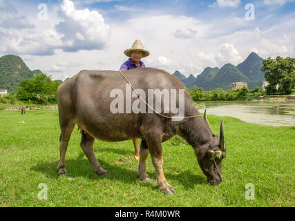 Yangshuo, China - July 14, 2010: Asian farmer poses with his buffalo. Beautiful landscape in Yangshuo, Guangxi, China. The water buffalo is used to ti Stock Photo