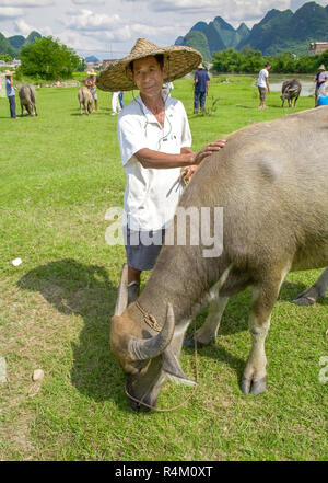 Yangshuo, China - July 14, 2010: Local chinese farmer with water buffalo. Beautiful landscape in Yangshuo, Guangxi, China. The water buffalo is used t Stock Photo