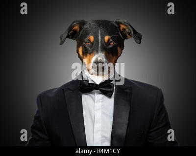 Portrait of a Appenzeller Mountain Dog in a business suit Stock Photo