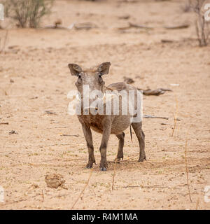 A Warthog in Southern African savanna Stock Photo