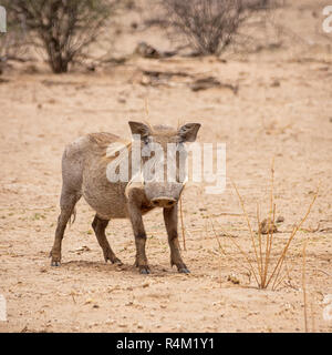 A Warthog in Southern African savanna Stock Photo