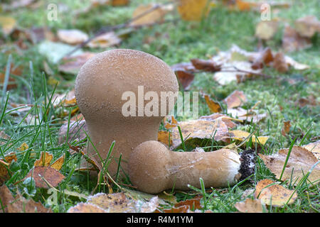 Lycoperdon utriforme, also called Calvatia caelata and Handkea utriformis, commonly known as mosaic puffball, wild fungus from Finland Stock Photo