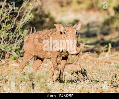 Portrait of a Warthog in Southern African savanna Stock Photo