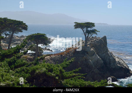 Lone Monterey cypress tree, Pebble Beach, California, USA Stock Photo