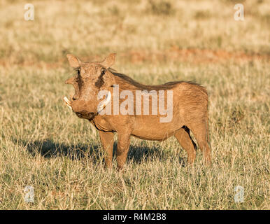 Portrait of a Warthog in Southern African savanna Stock Photo