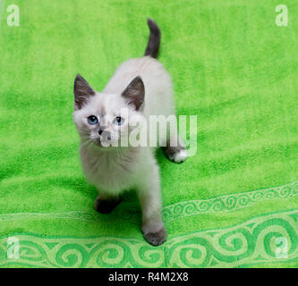 white thai kitten on a green towel Stock Photo