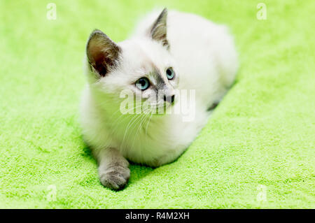the beautiful kitten with blue eyes lies Stock Photo