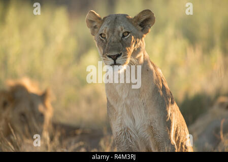 Portrait of a female lion in Etosha national park, Namibia Stock Photo