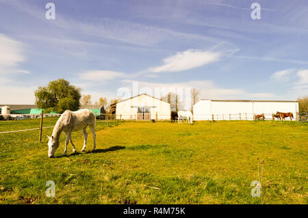 Several Gray-colored Stallions Stock Photo