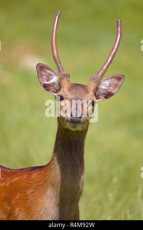 Head Vietnamese sika deer Stock Photo