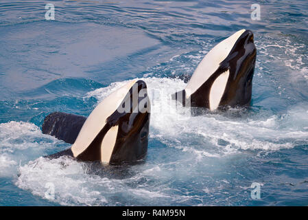 Two killer whales Stock Photo