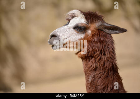 Portrait grey alpaca Stock Photo