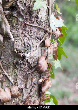 A Bunch of Dead Leaves Seen from the Side on the Bark of A Tree Trunk in the Forest Stock Photo