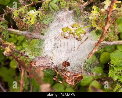 a white spider web silk web full of ice and bubbles of water after a rain pour down on a wet overcast spring day with twigs and leaves Stock Photo