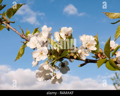a macro shot during the day of oak apple blossom flower heads on a branch with leaves stretching out before the sky blue and white clouds sharp and clear isolated nature Stock Photo