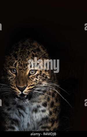 Portrait of the leopard Stock Photo