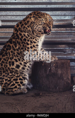 Portrait of the leopard Stock Photo