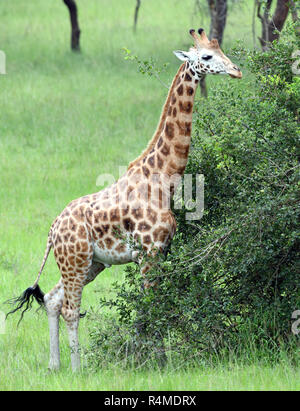 An endangered Rothschild's giraffe (Giraffa camelopardalis rothschildi) relocated for conservation purposes to the Queen Elizabeth National Park. Quee Stock Photo