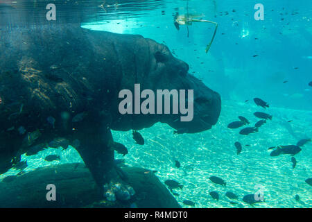 A hippopotamus (Hippopotamus amphibius) under water, San Diego Zoo, Balboa Park, California, United States. Stock Photo