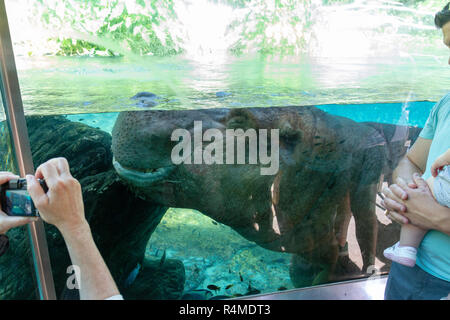 Visitors photographing a hippopotamus (Hippopotamus amphibius) under water, San Diego Zoo, Balboa Park, California, United States. Stock Photo