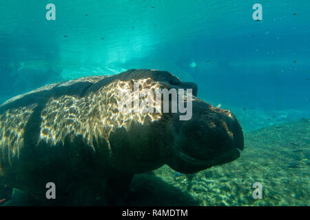 A hippopotamus (Hippopotamus amphibius) under water, San Diego Zoo, Balboa Park, California, United States. Stock Photo