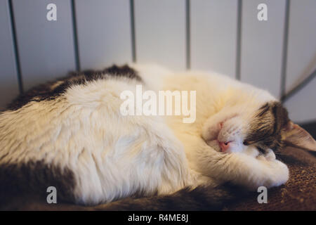 Beautiful big cat sleeping on the carpet in the house. Stock Photo