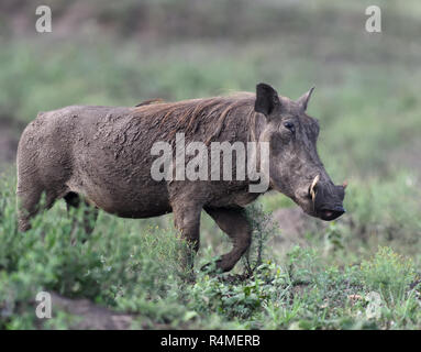 A mud covered common warthog (Phacochoerus africanus) trots through savannah. Queen Elizabeth National Park, Uganda. Stock Photo