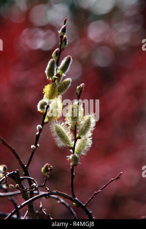 (salix sp.) male flower of the willow - willow Stock Photo