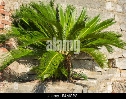 Full-grown tree Cycas revoluta also called sago palm, king sago, sago cycad, Japanese sago palm Stock Photo