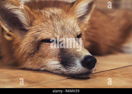 Beautiful red fox Stock Photo