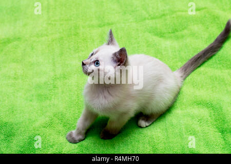 the white kitten with blue eyes has sat down Stock Photo