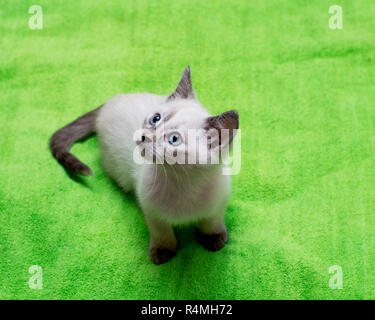 beautiful white kitten with blue eyes Stock Photo