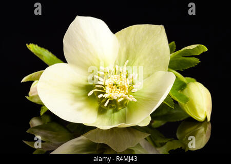 Spring flower of white helleborus isolated on black  background Stock Photo