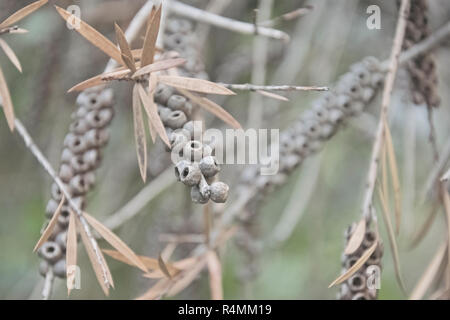 Dried fruits stick around branches dried flowers in autumn Stock Photo