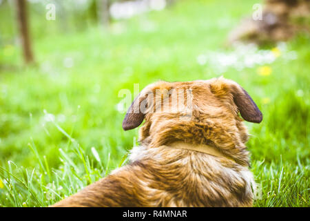 Dog in grass Stock Photo