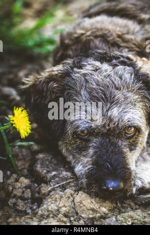Small dog in garden Stock Photo