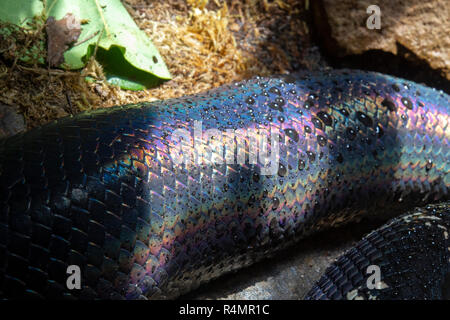 Boelen's Python (Morelia boeleni Stock Photo - Alamy