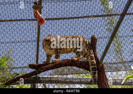Snow leopard, San Diego Zoo, Balboa Park, California, United States. Stock Photo