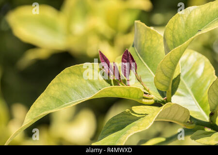 Outbreaks of lemon leaves Stock Photo