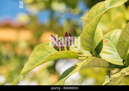 Outbreaks of lemon leaves Stock Photo