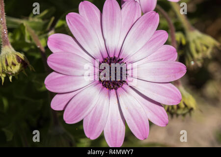 Dimorphotheca ecklonis violet flower Stock Photo