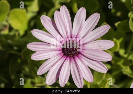 Dimorphotheca ecklonis violet flower Stock Photo