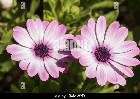 Dimorphotheca ecklonis violet flower Stock Photo