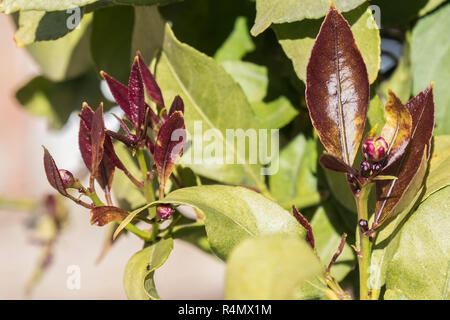 Outbreaks of lemon leaves Stock Photo