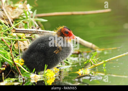 common eurasian coot young chick near the nest ( Fulica atra ) Stock Photo